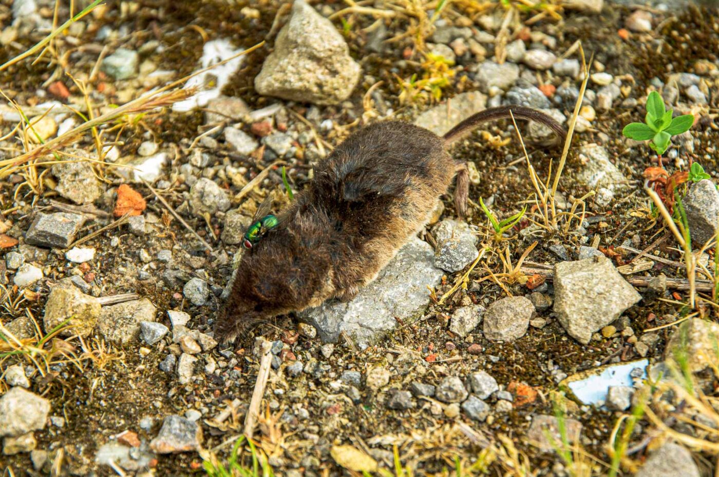 2017-06-25 - NSG Halde Pluto-Wilhelm HER-Wanne