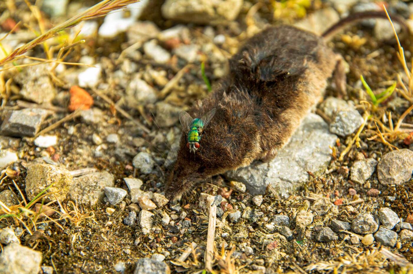 2017-06-25 - NSG Halde Pluto-Wilhelm HER-Wanne