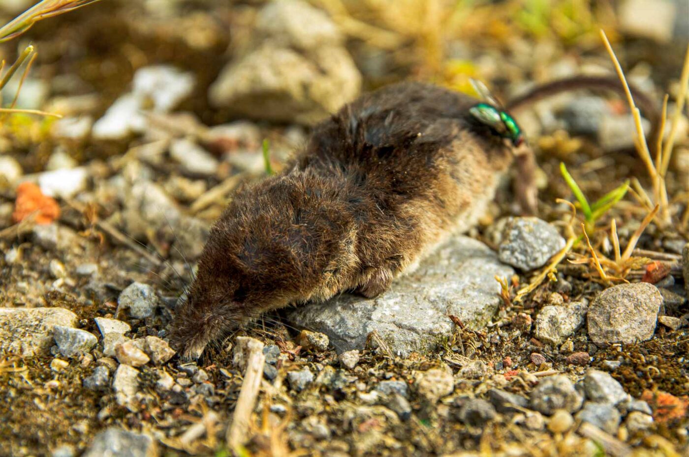 2017-06-25 - NSG Halde Pluto-Wilhelm HER-Wanne