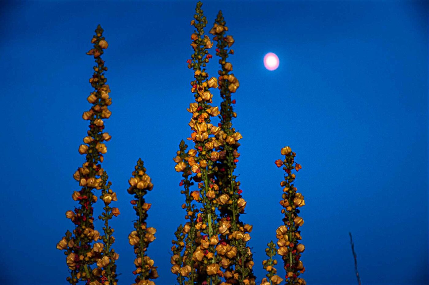 2017-07-04 - EmscherValleyWay Recklinghausen