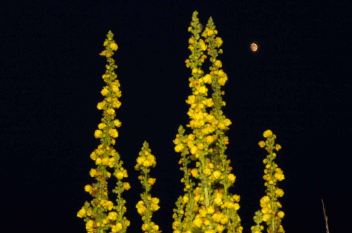 2017-07-04 - EmscherValleyWay Recklinghausen