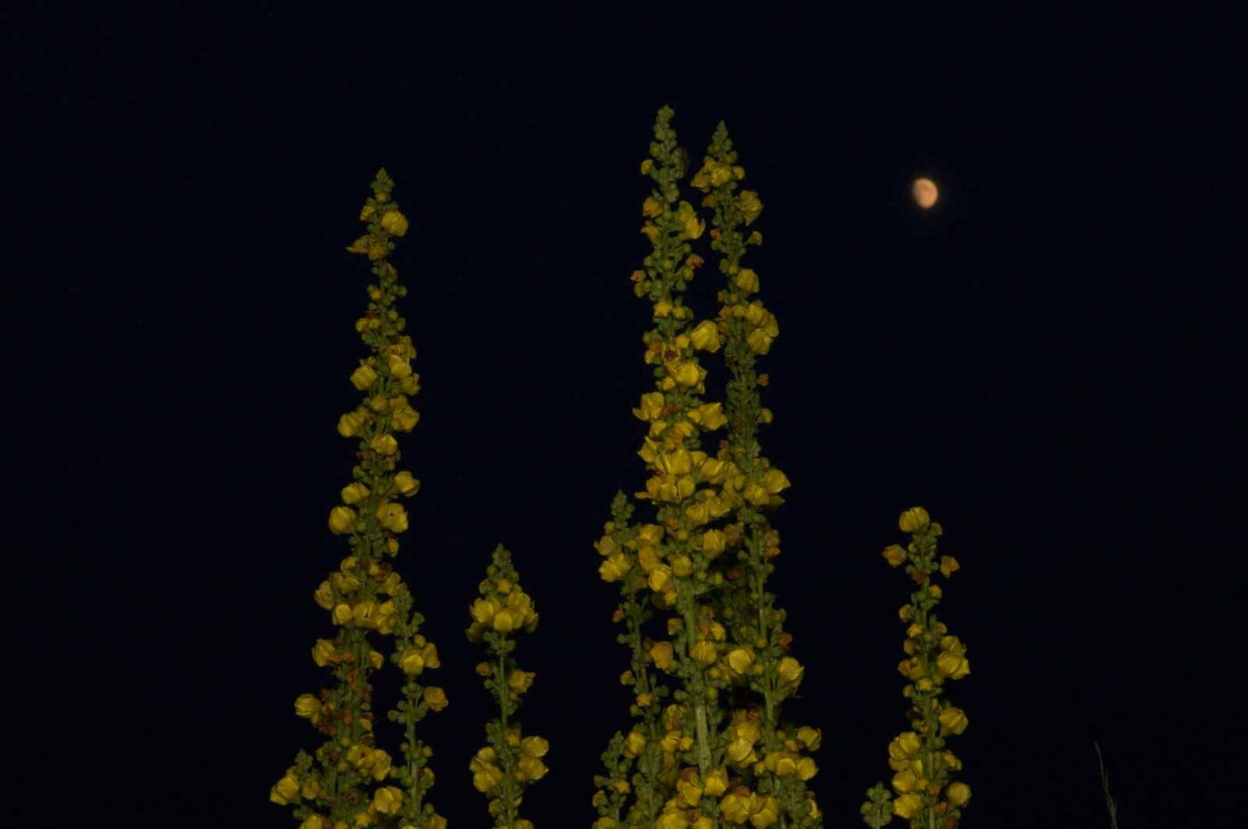 2017-07-04 - EmscherValleyWay Recklinghausen