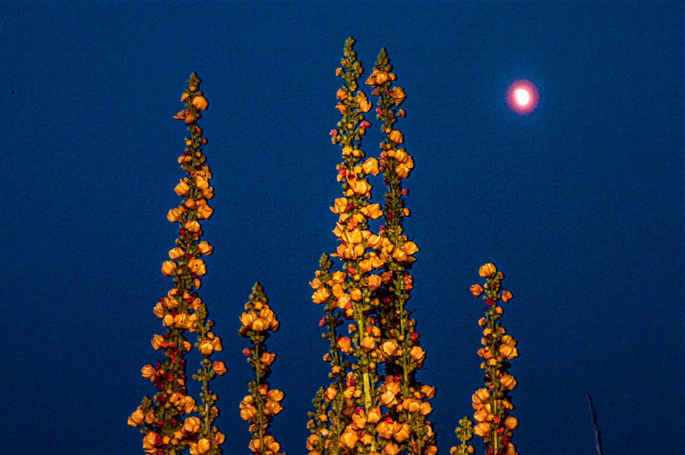 2017-07-04 - EmscherValleyWay Recklinghausen