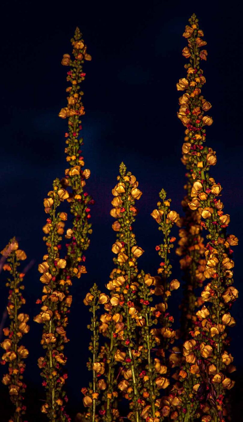 2017-07-04 - EmscherValleyWay Recklinghausen