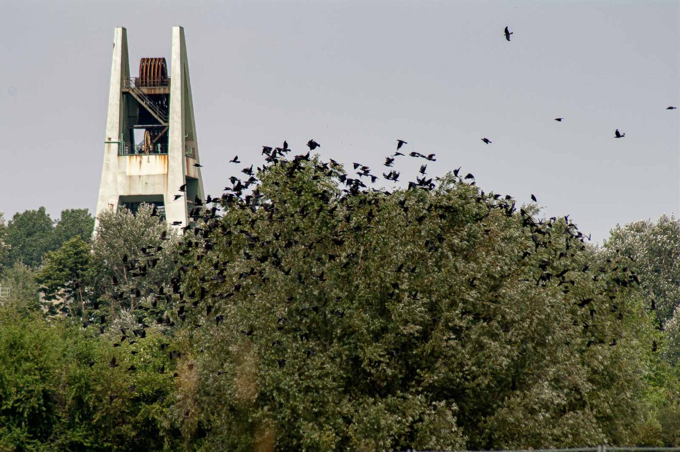 2017-07-05 - NSG Braucksenke Marl