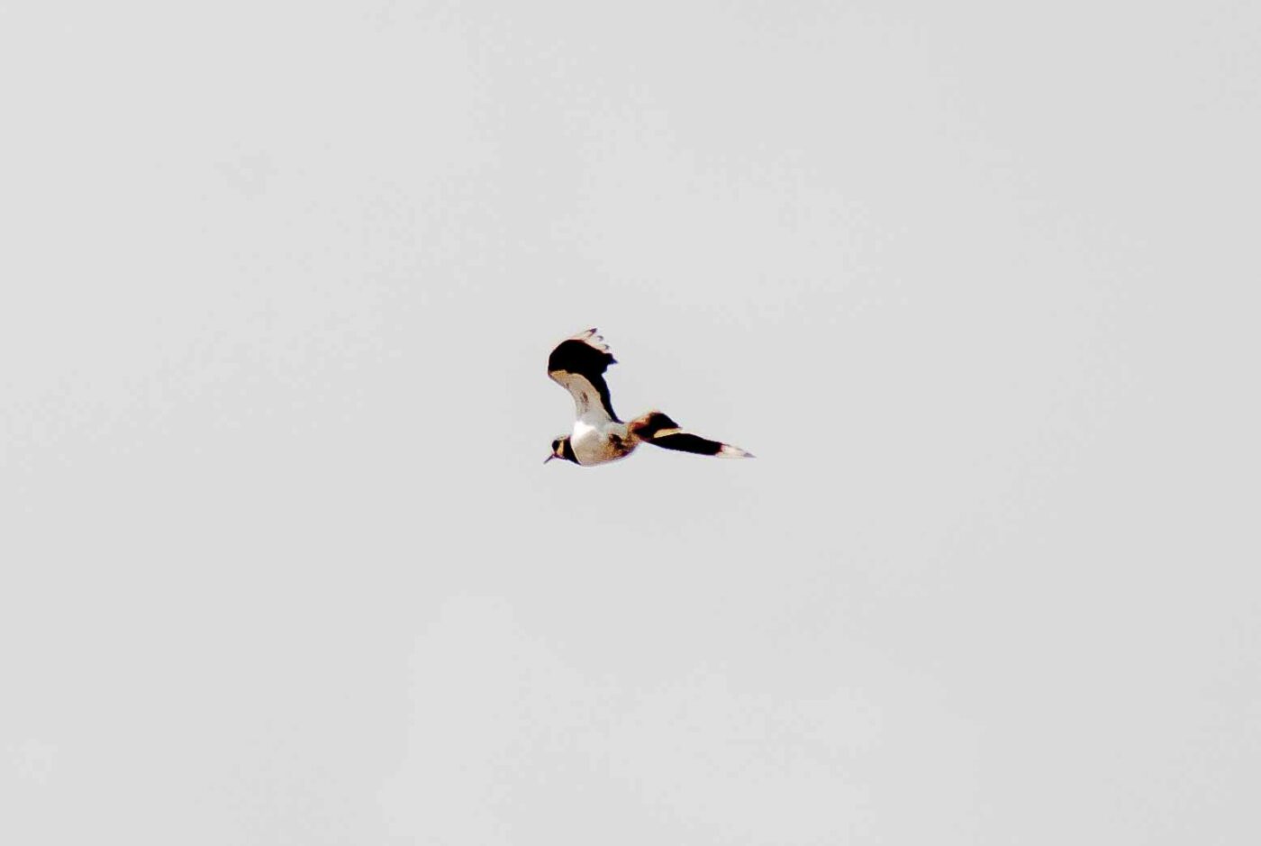 2017-07-05 - NSG Braucksenke Marl