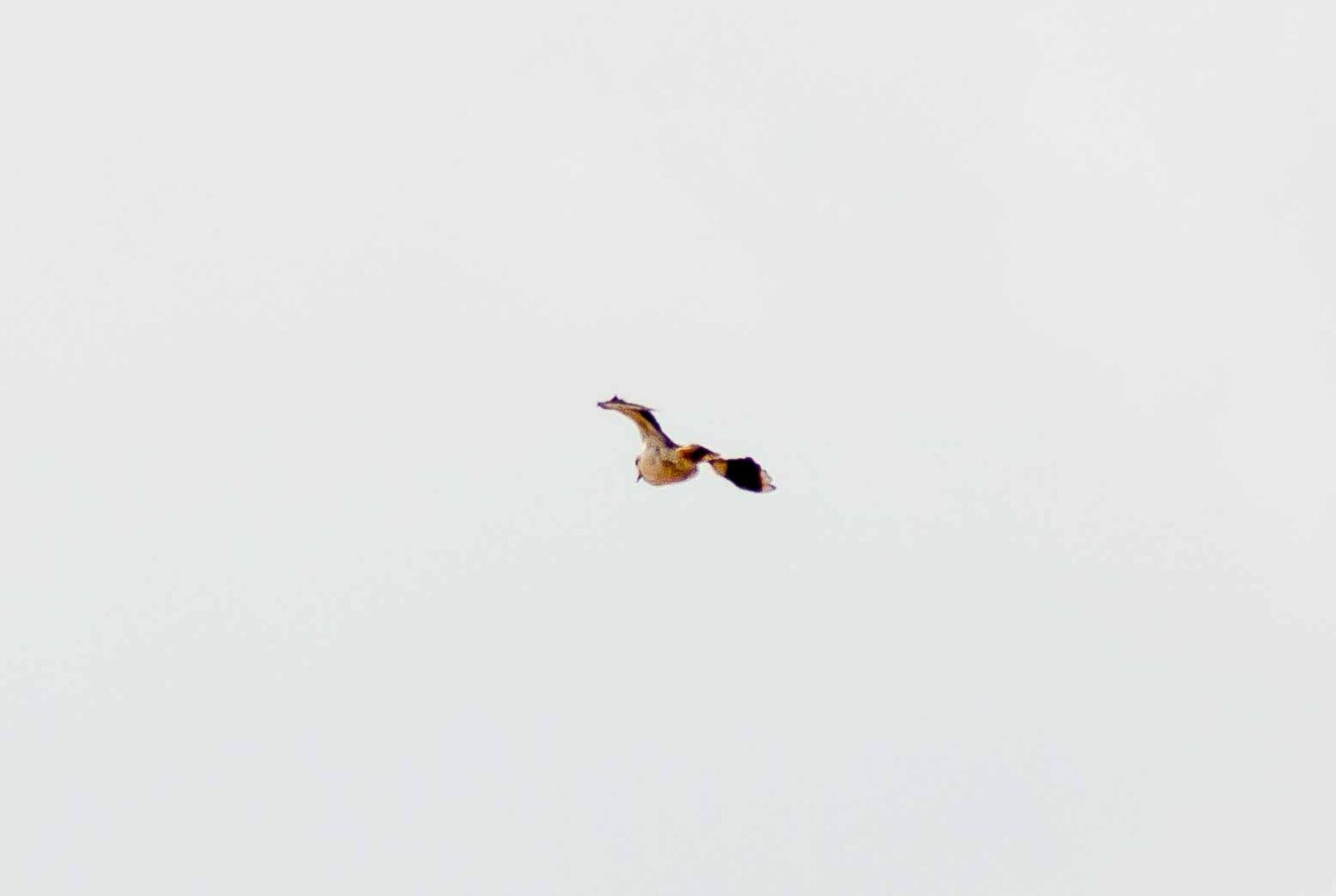 2017-07-05 - NSG Braucksenke Marl