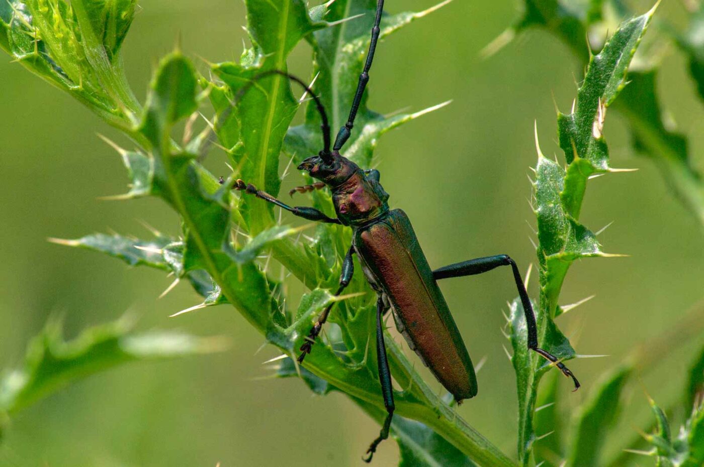 2017-07-05 - NSG Braucksenke Marl