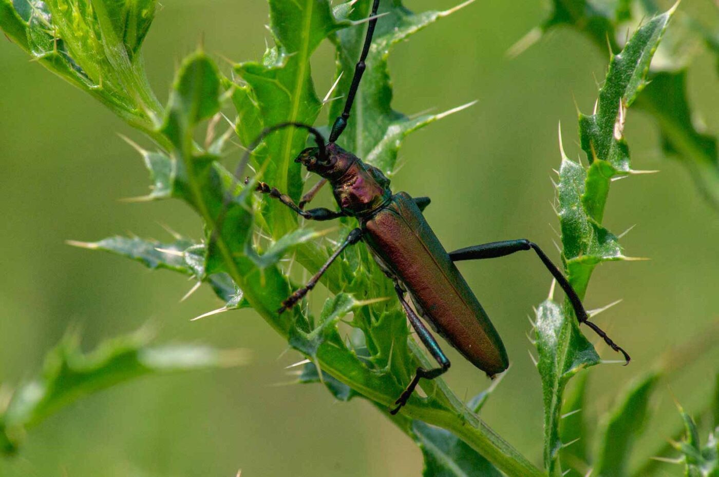 2017-07-05 - NSG Braucksenke Marl