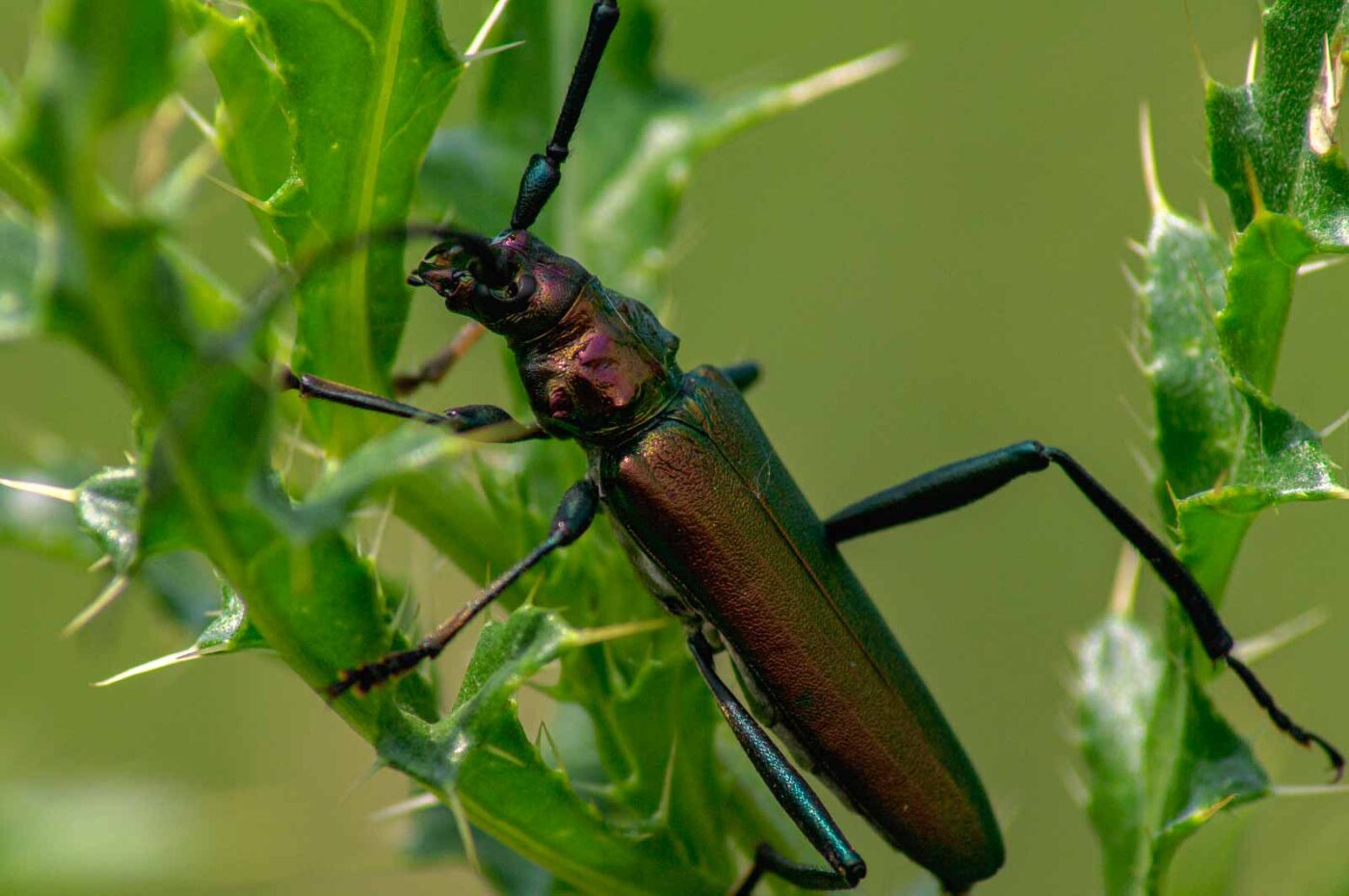 2017-07-05 - NSG Braucksenke Marl