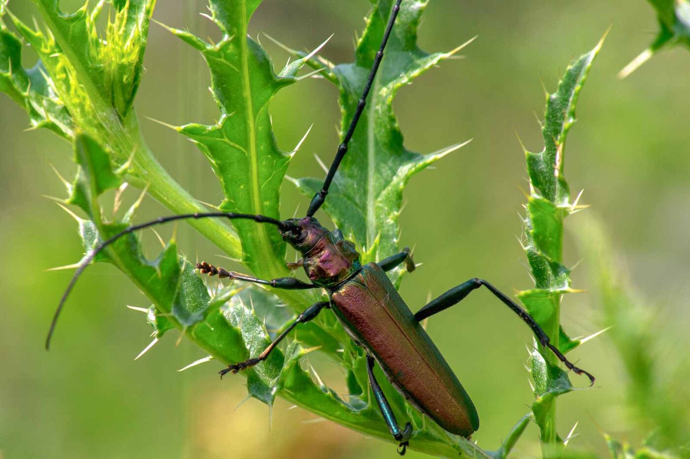 2017-07-05 - NSG Braucksenke Marl