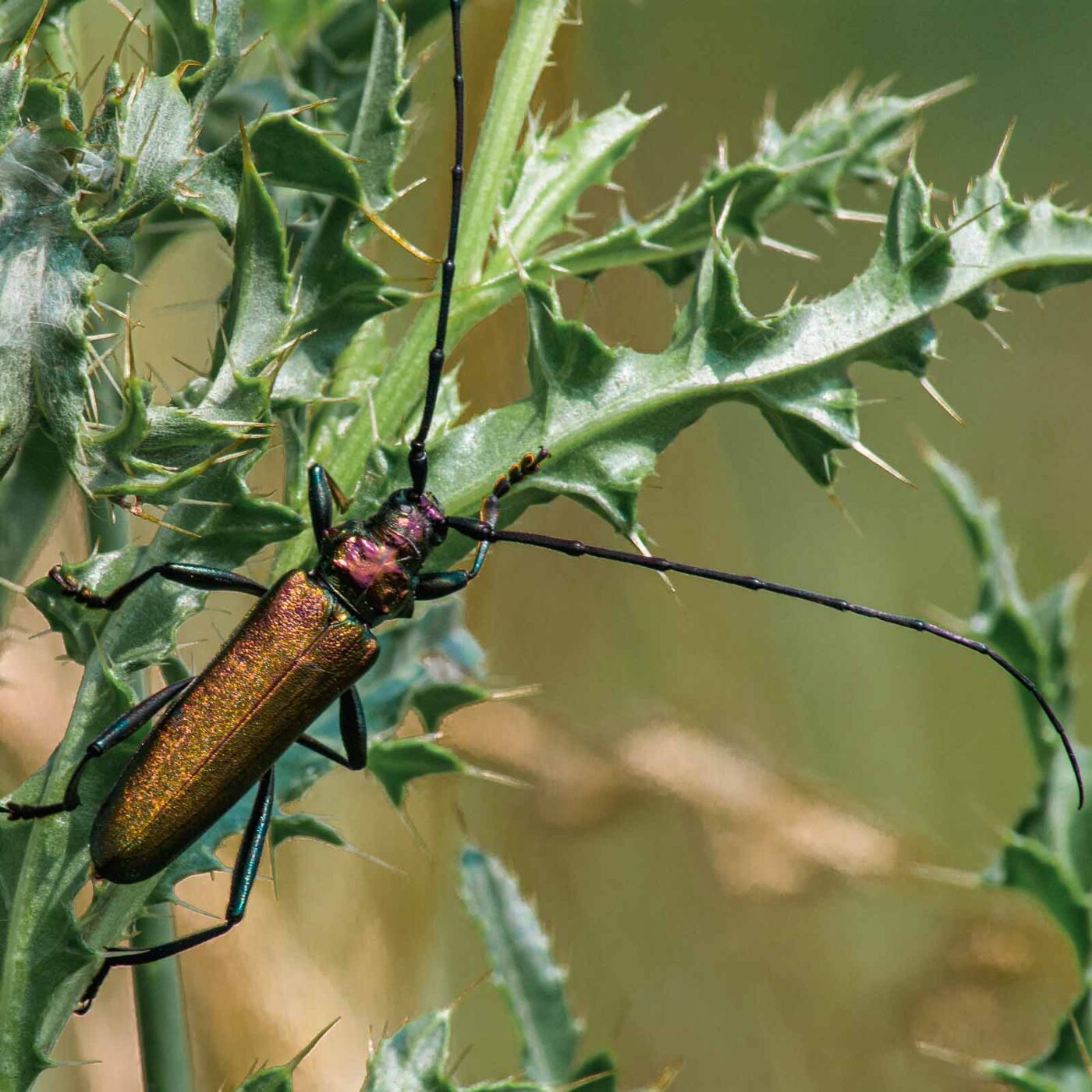 2017-07-05 - NSG Braucksenke Marl
