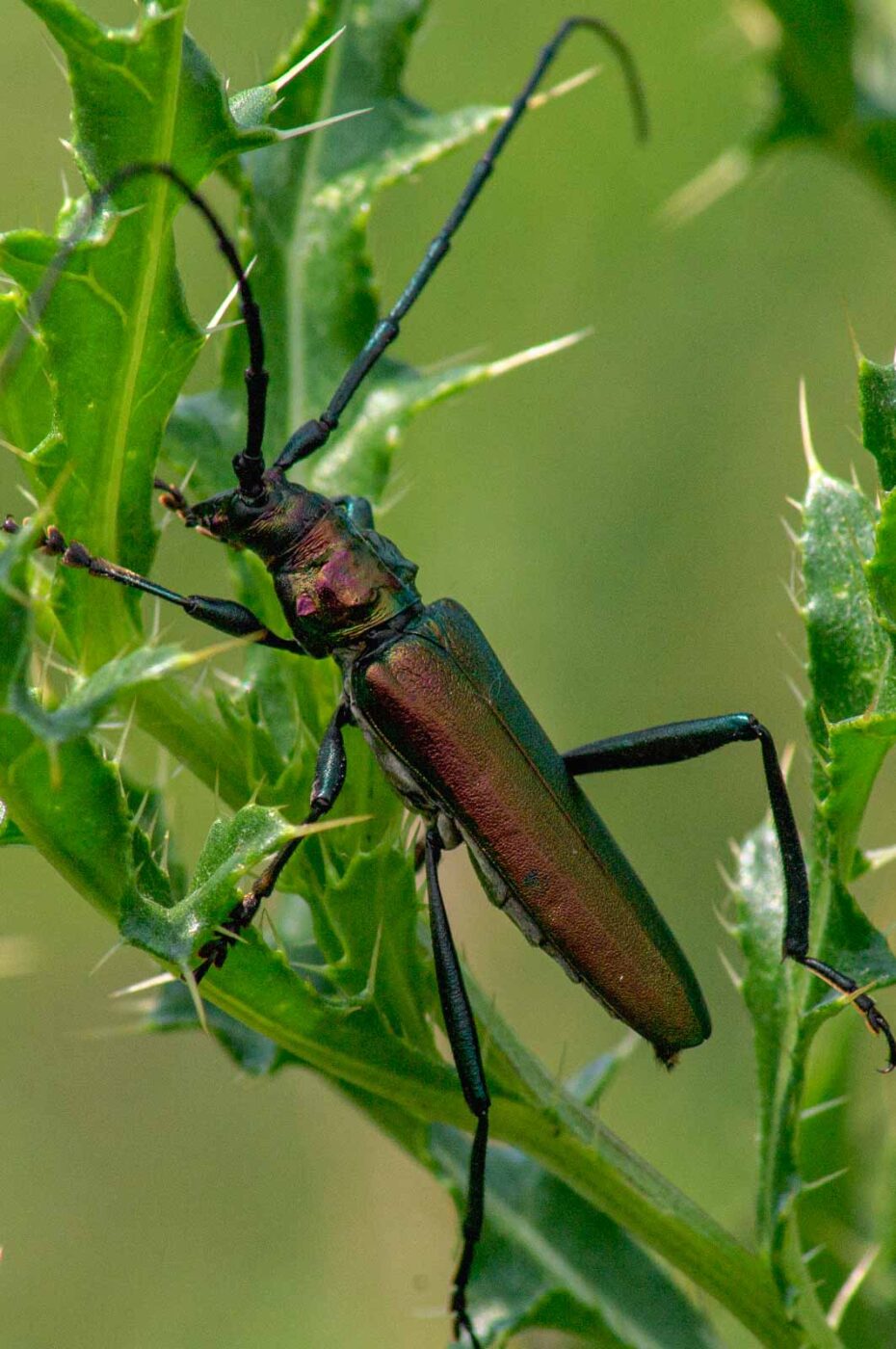 2017-07-05 - NSG Braucksenke Marl