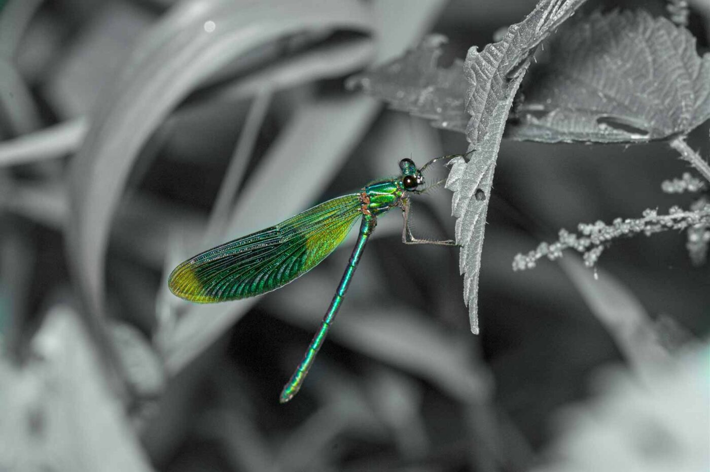 2017-07-05 - NSG Braucksenke Marl