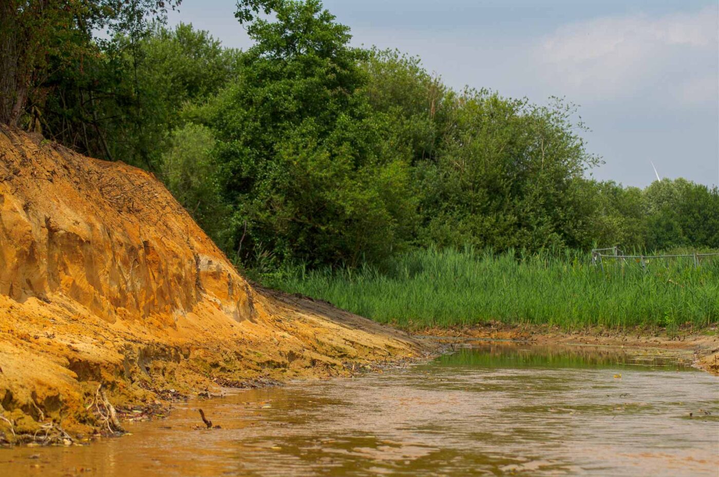 2017-07-05 - NSG Braucksenke Marl