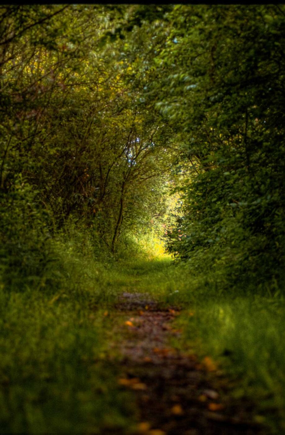 2017-07-05 - NSG Braucksenke Marl