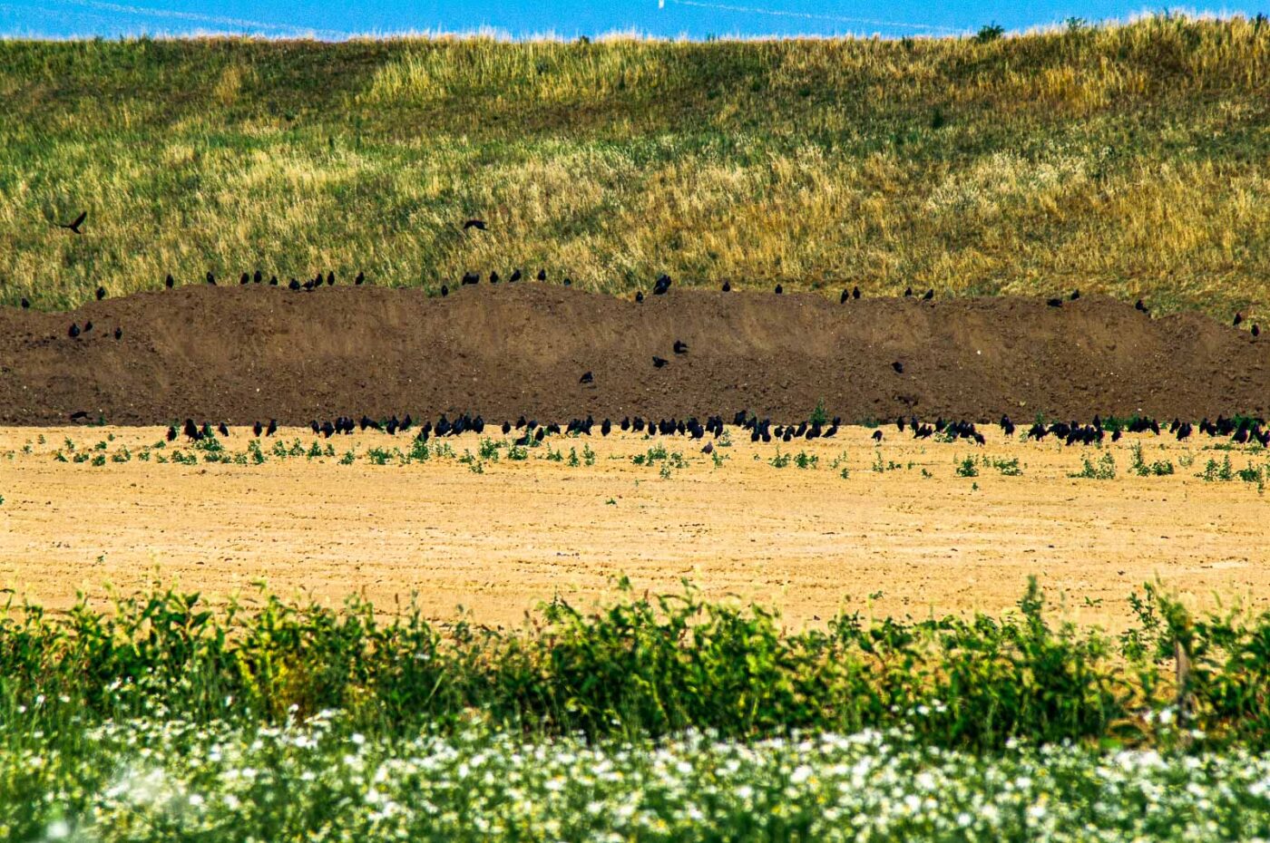 2017-07-05 - NSG Braucksenke Marl