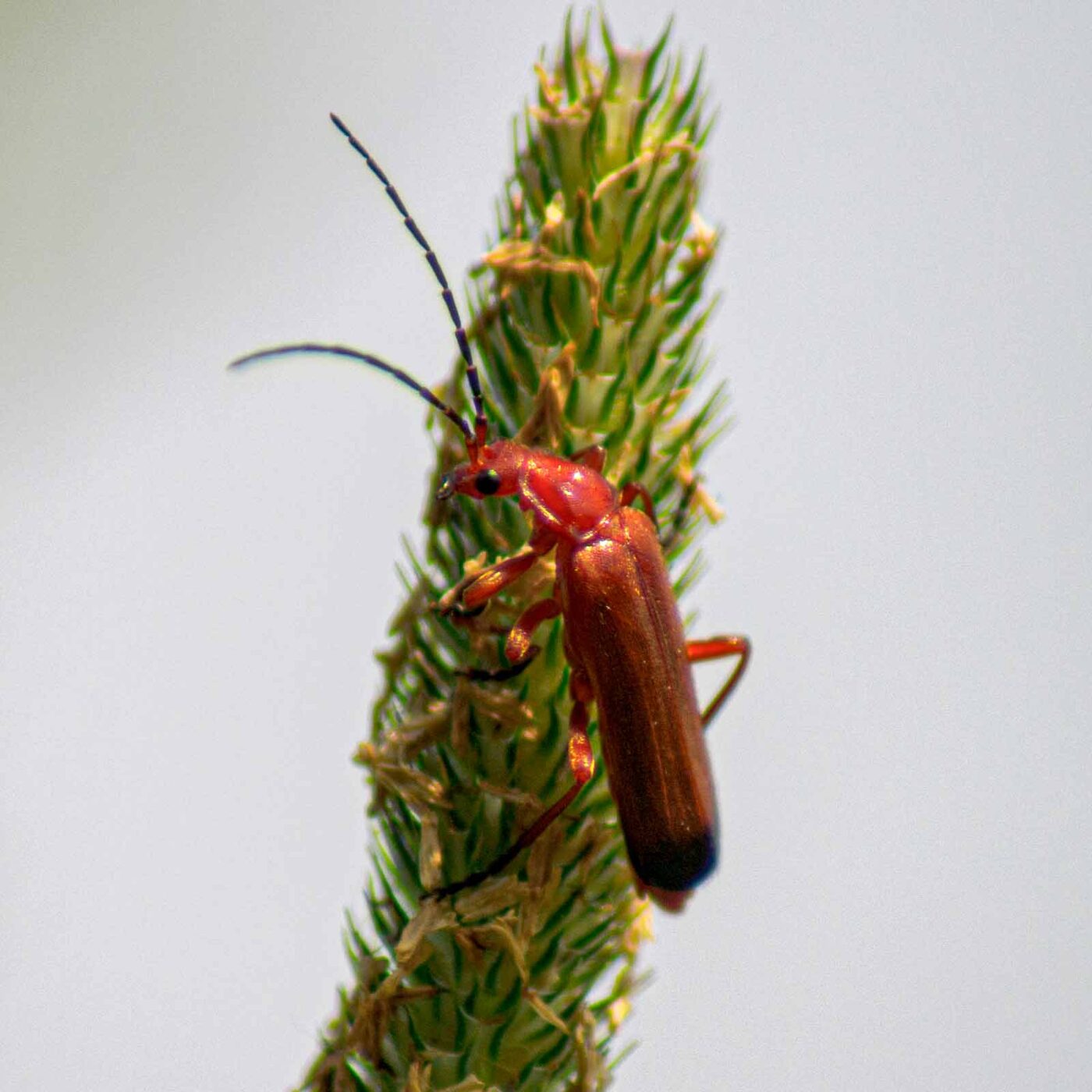 2017-07-05 - NSG Braucksenke Marl