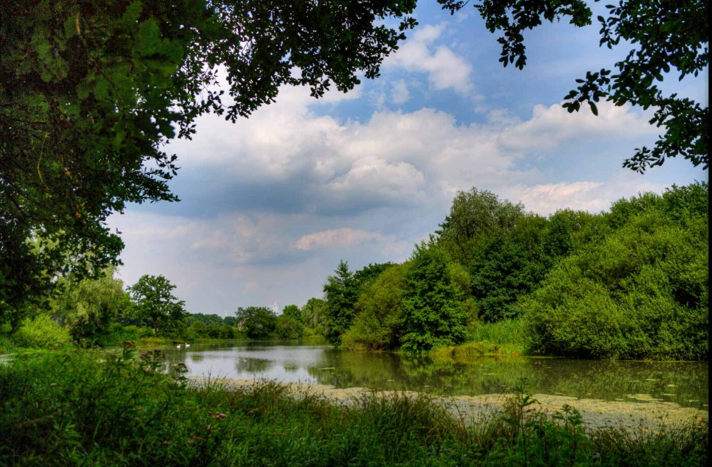 2017-07-05 - NSG Braucksenke Marl