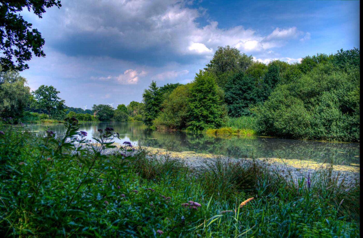 2017-07-05 - NSG Braucksenke Marl