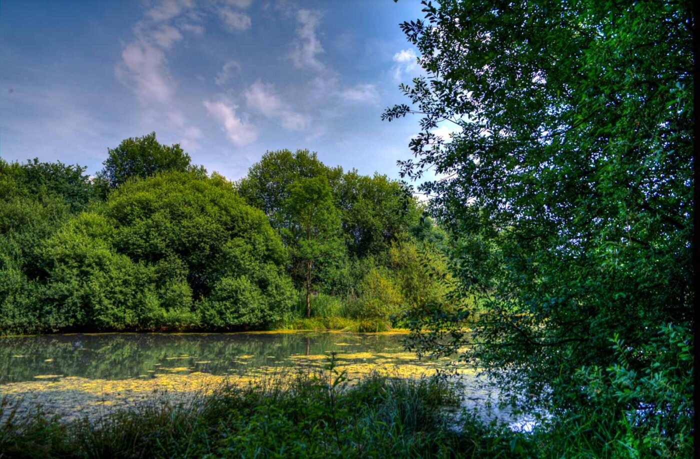 2017-07-05 - NSG Braucksenke Marl