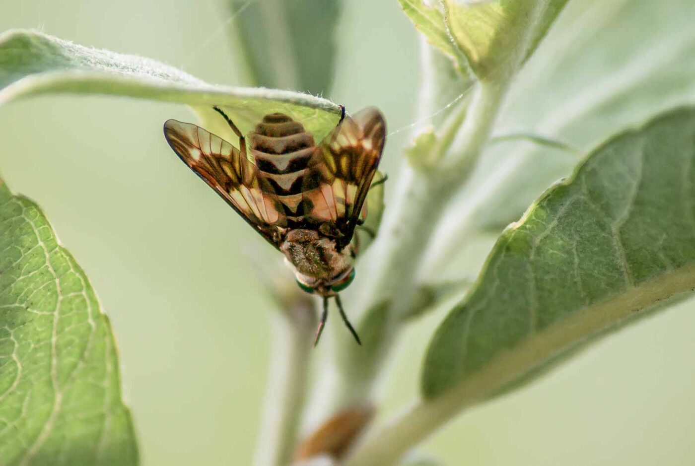 2017-07-05 - NSG Braucksenke Marl