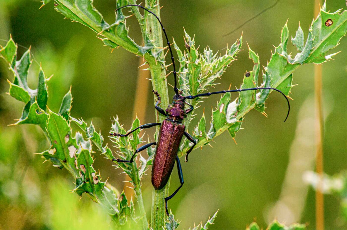 2017-07-07 - NSG Braucksenke Marl