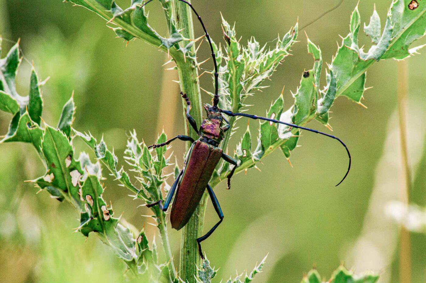 2017-07-07 - NSG Braucksenke Marl