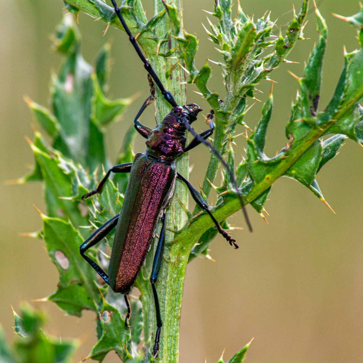 2017-07-07 - NSG Braucksenke Marl