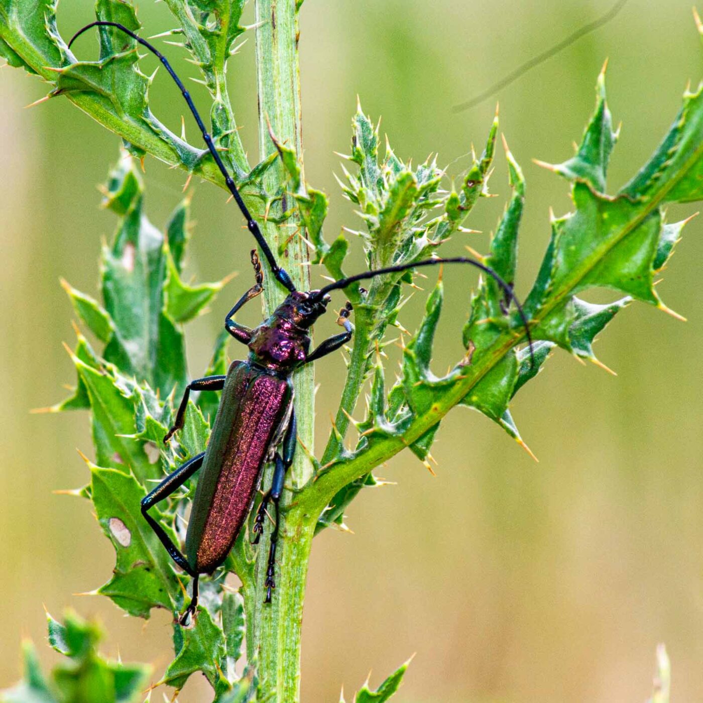 2017-07-07 - NSG Braucksenke Marl