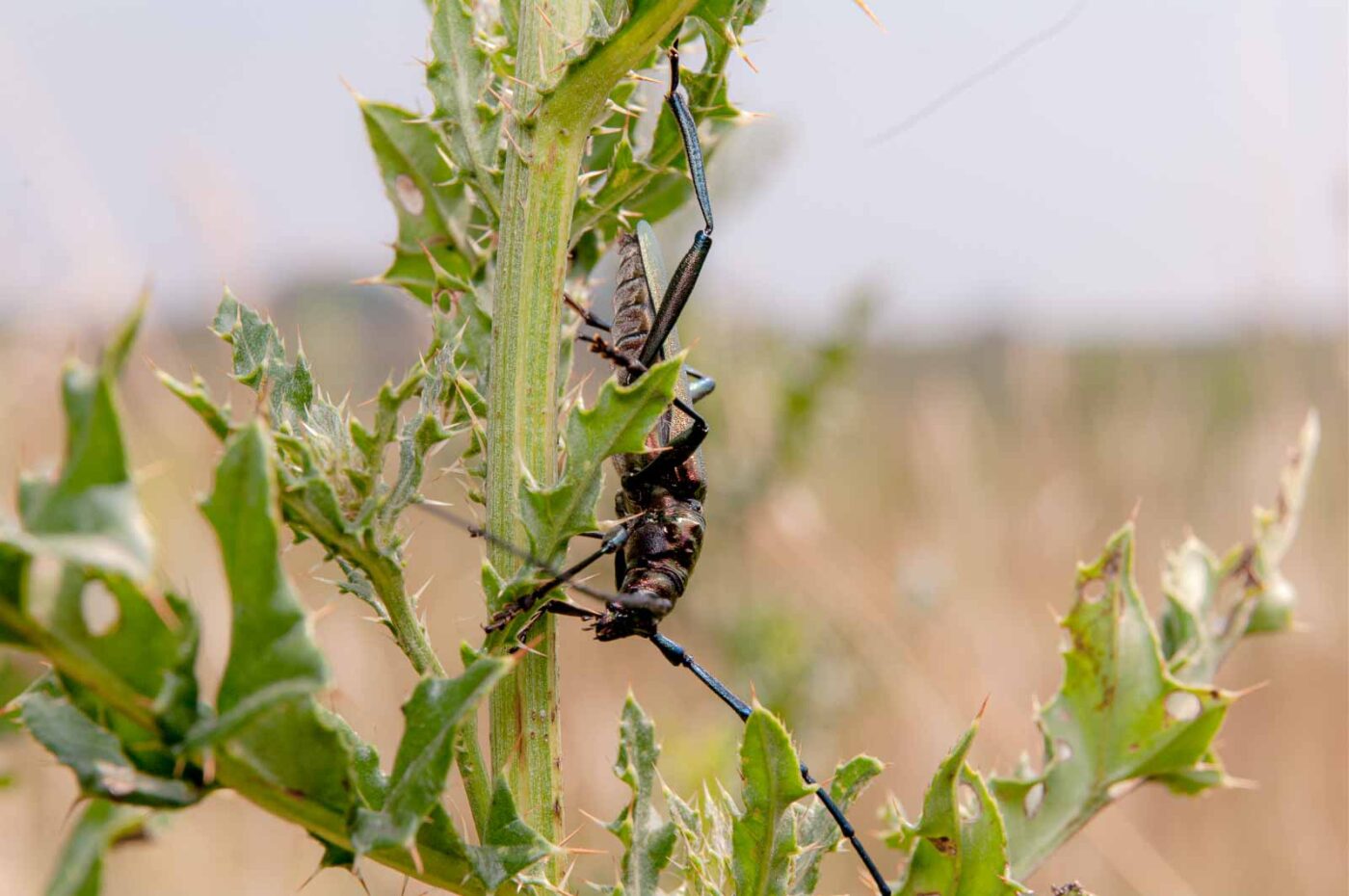 2017-07-07 - NSG Braucksenke Marl
