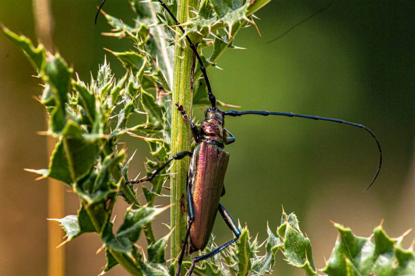 2017-07-07 - NSG Braucksenke Marl