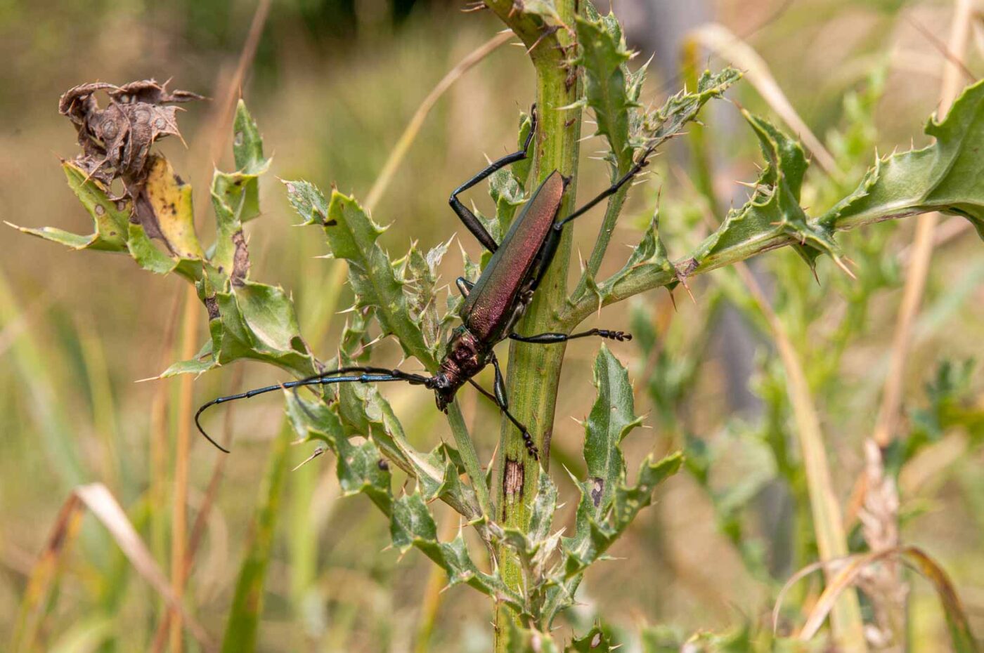 2017-07-07 - NSG Braucksenke Marl