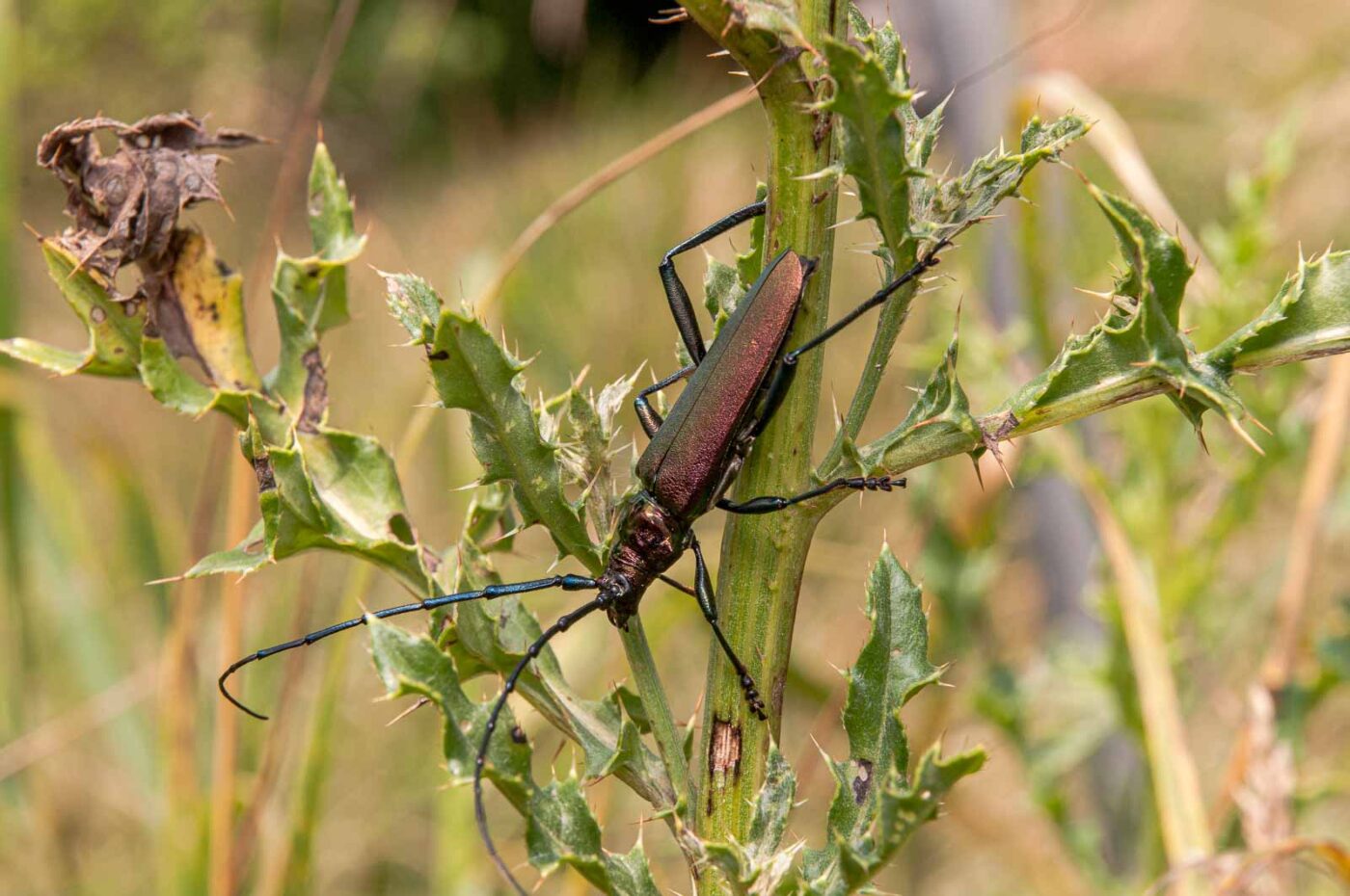 2017-07-07 - NSG Braucksenke Marl