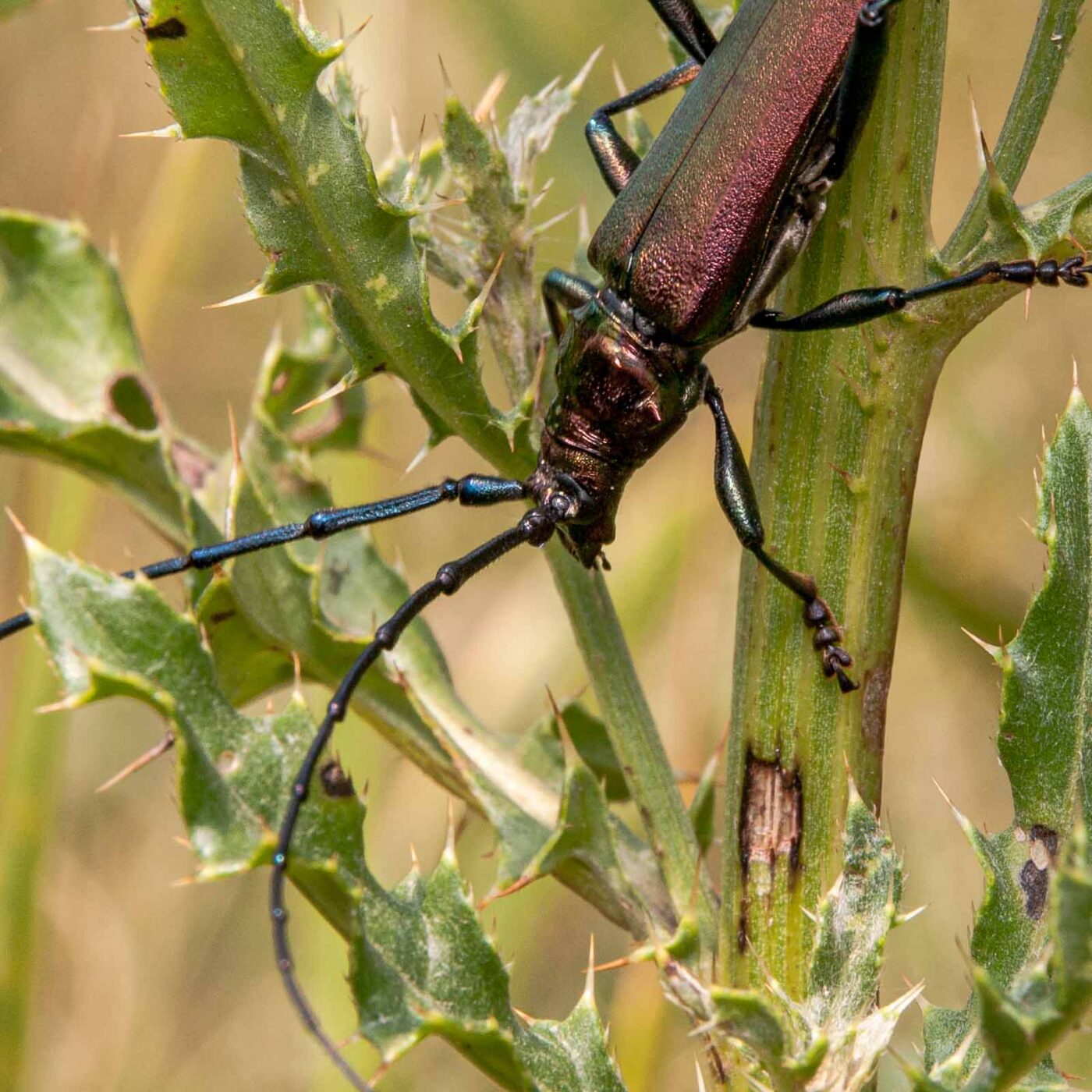 2017-07-07 - NSG Braucksenke Marl