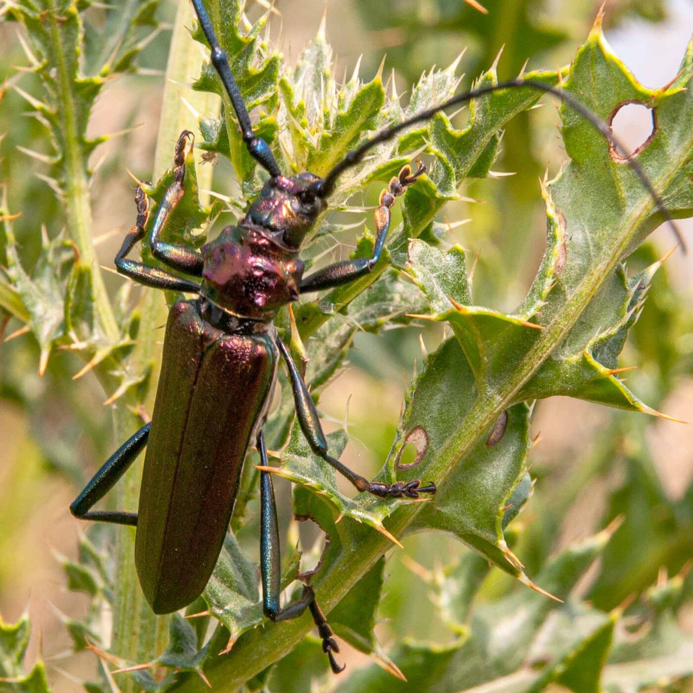 2017-07-07 - NSG Braucksenke Marl