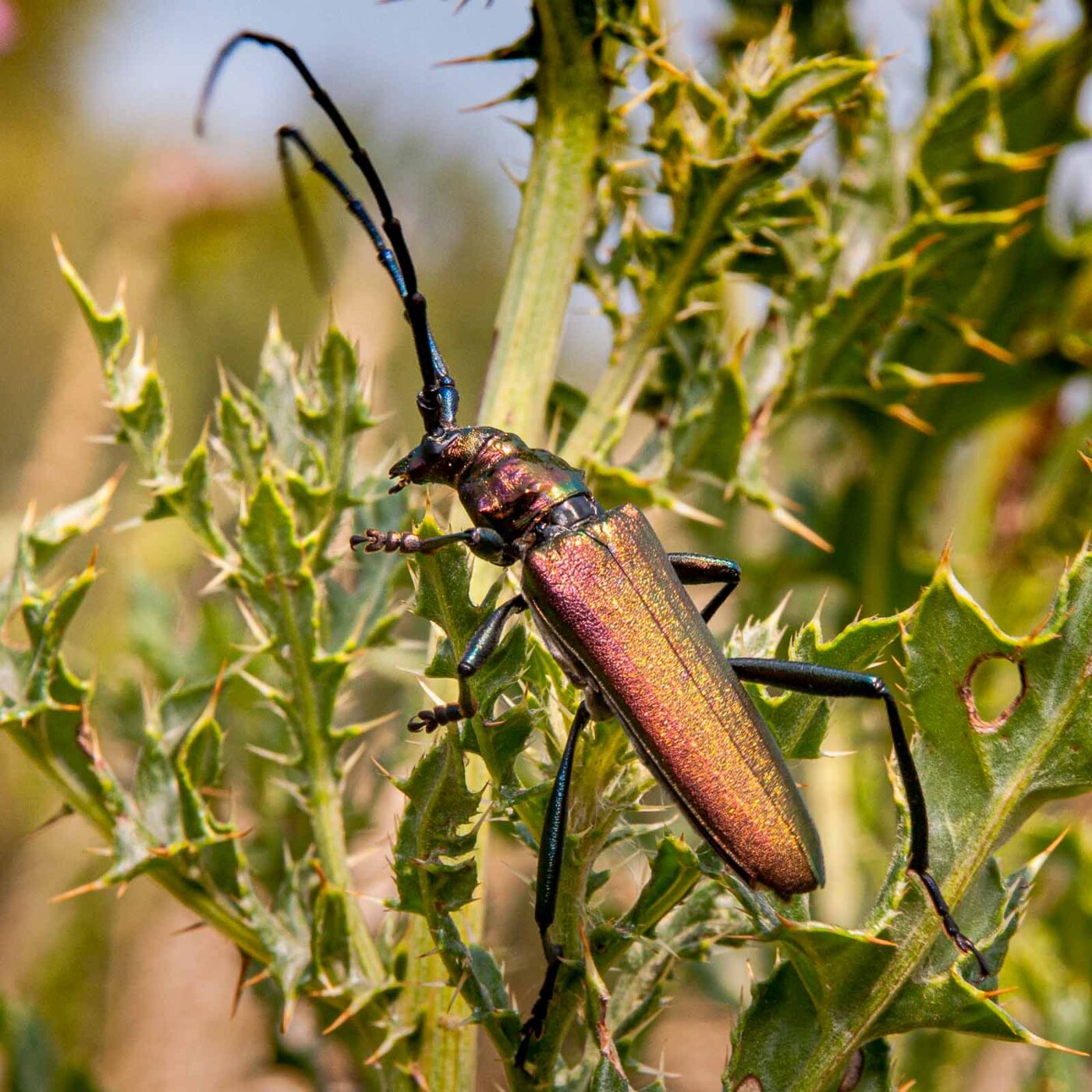 2017-07-07 - NSG Braucksenke Marl