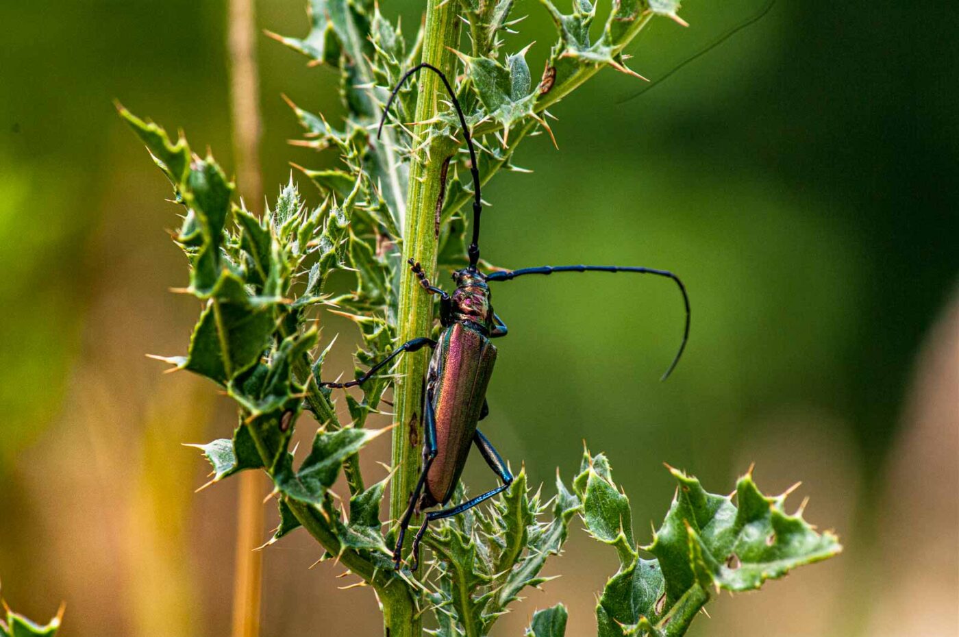 2017-07-07 - NSG Braucksenke Marl