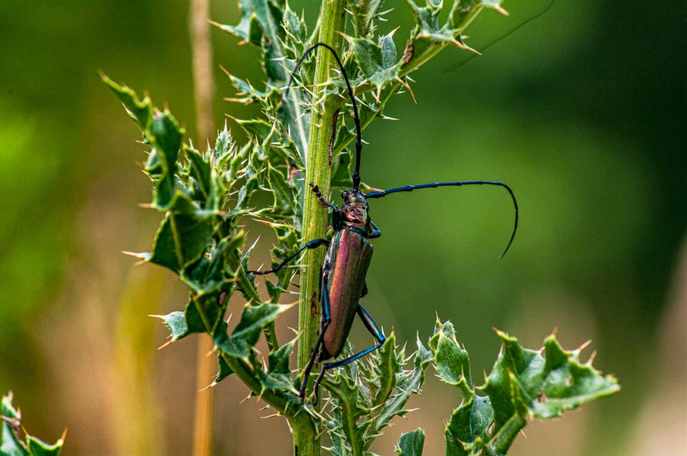 2017-07-07 - NSG Braucksenke Marl