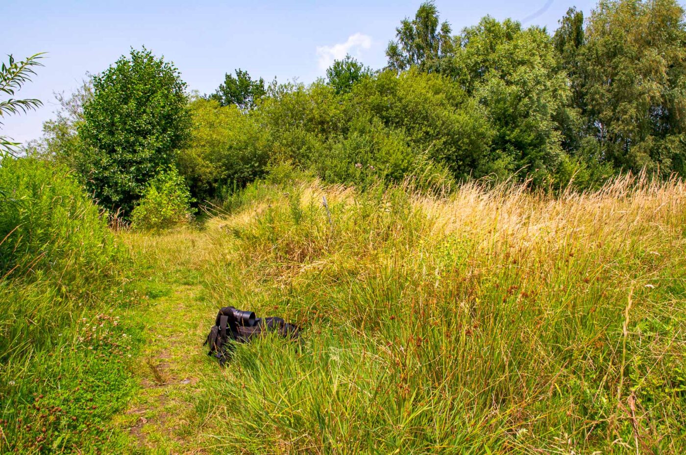 2017-07-07 - NSG Braucksenke Marl