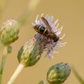 2017-07-07 - NSG Braucksenke Marl
