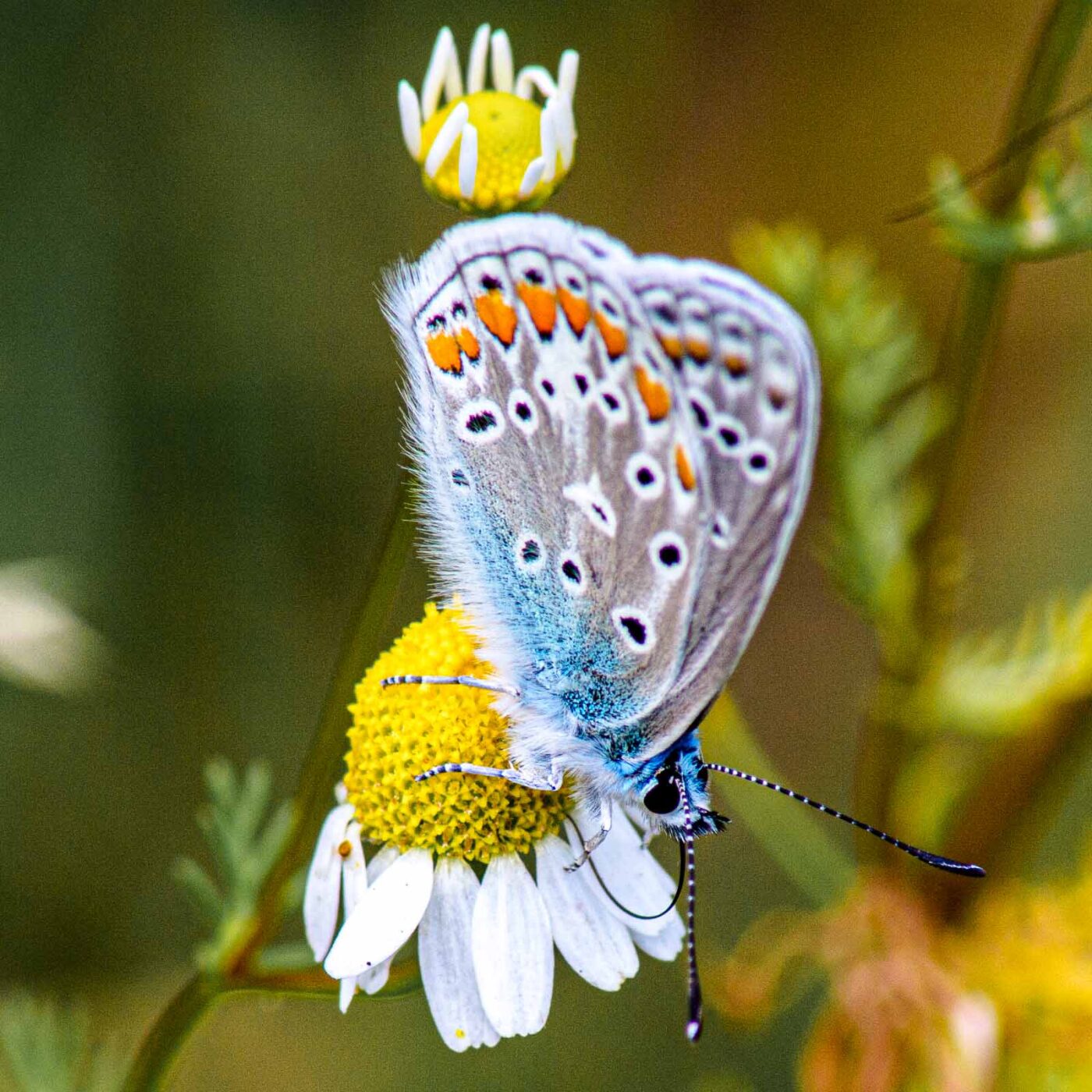 2017-07-07 - NSG Braucksenke Marl