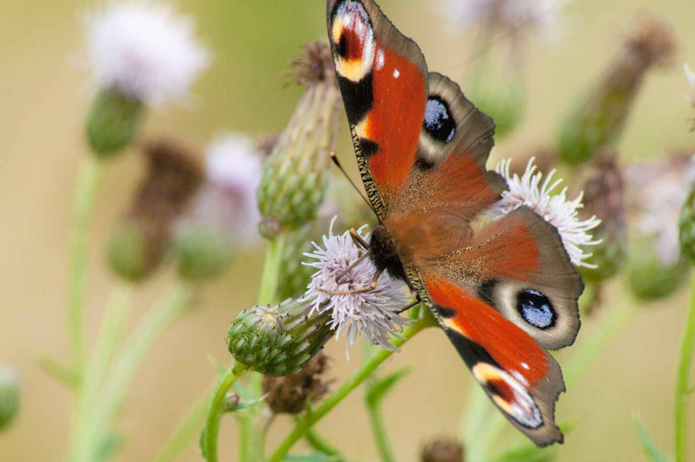 2017-07-07 - NSG Braucksenke Marl