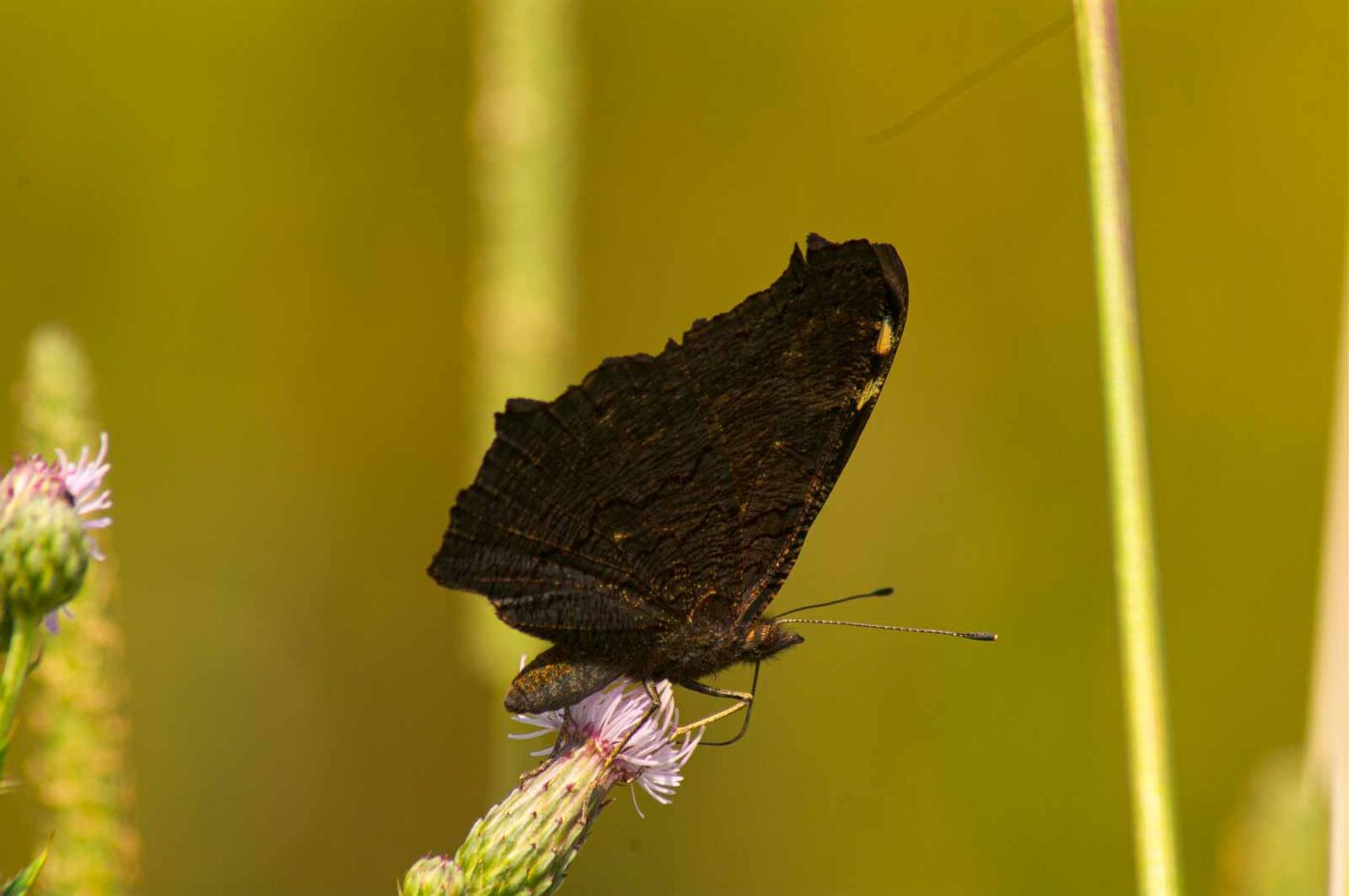 2017-07-07 - NSG Braucksenke Marl