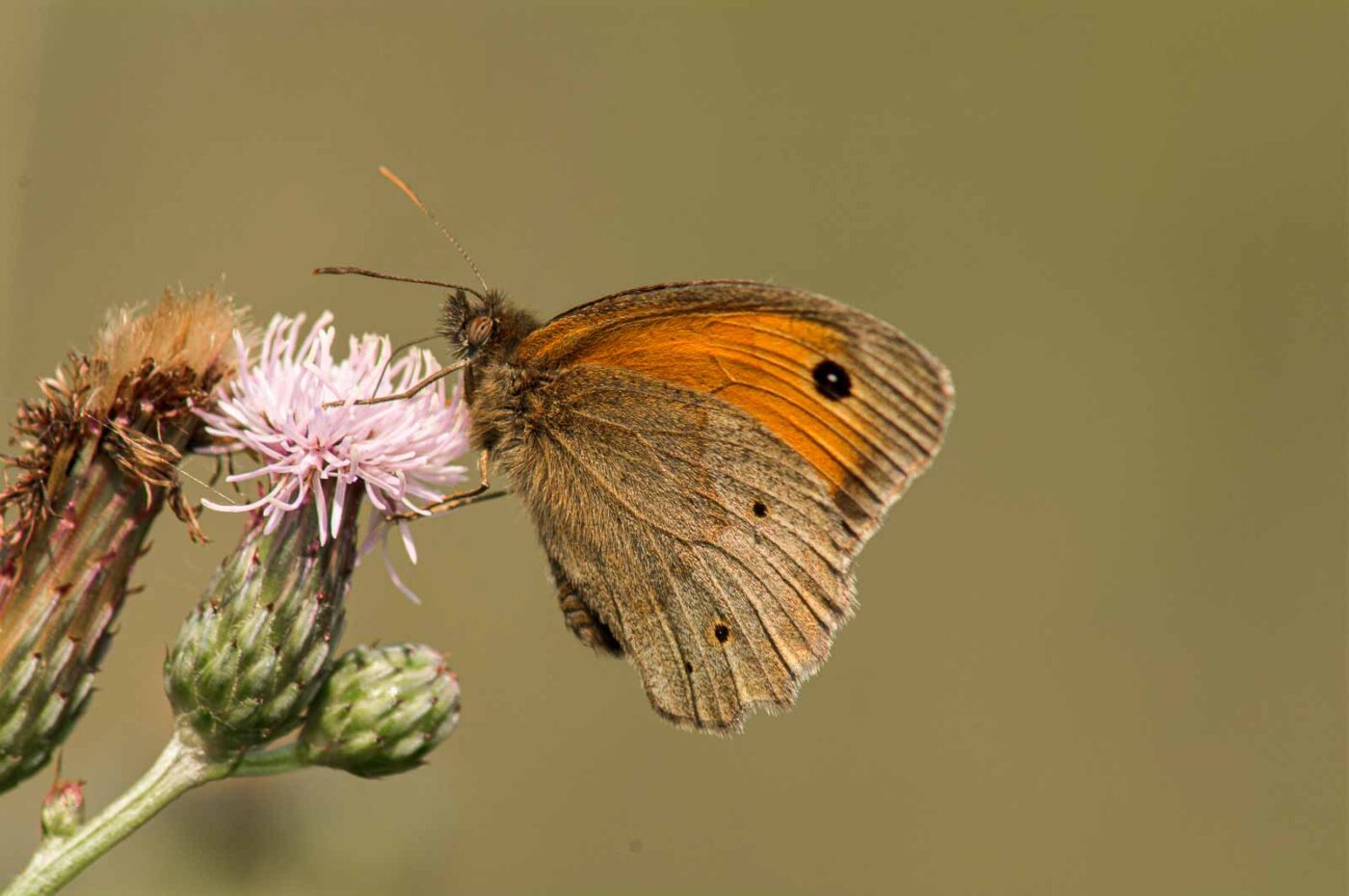 2017-07-07 - NSG Braucksenke Marl