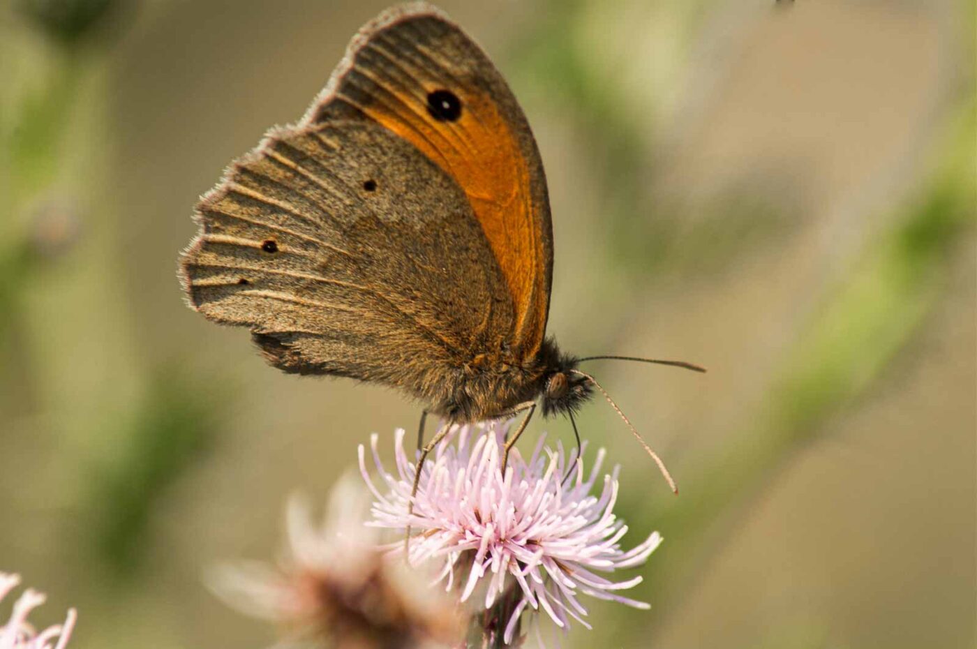 2017-07-07 - NSG Braucksenke Marl