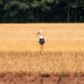 2017-07-07 - NSG Braucksenke Marl