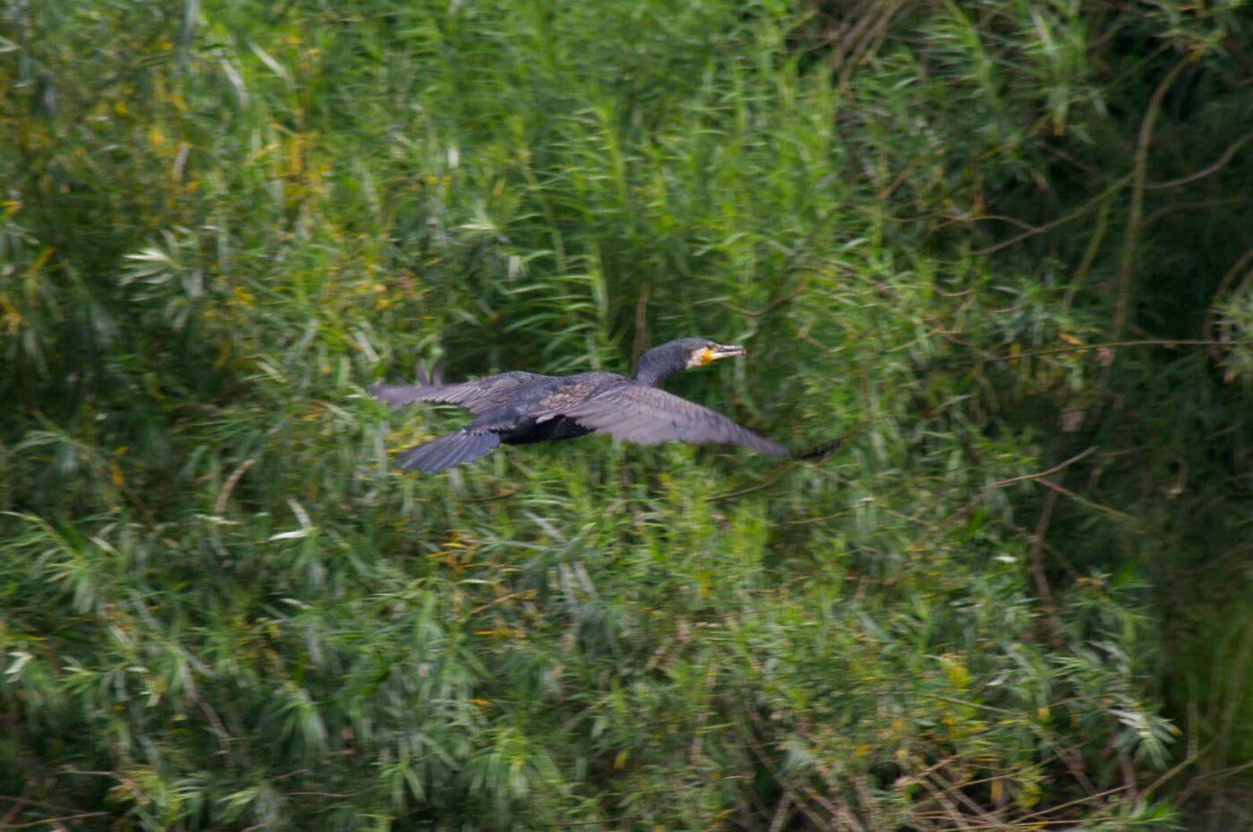 2017-07-07 - NSG Lippewiesen Haltern