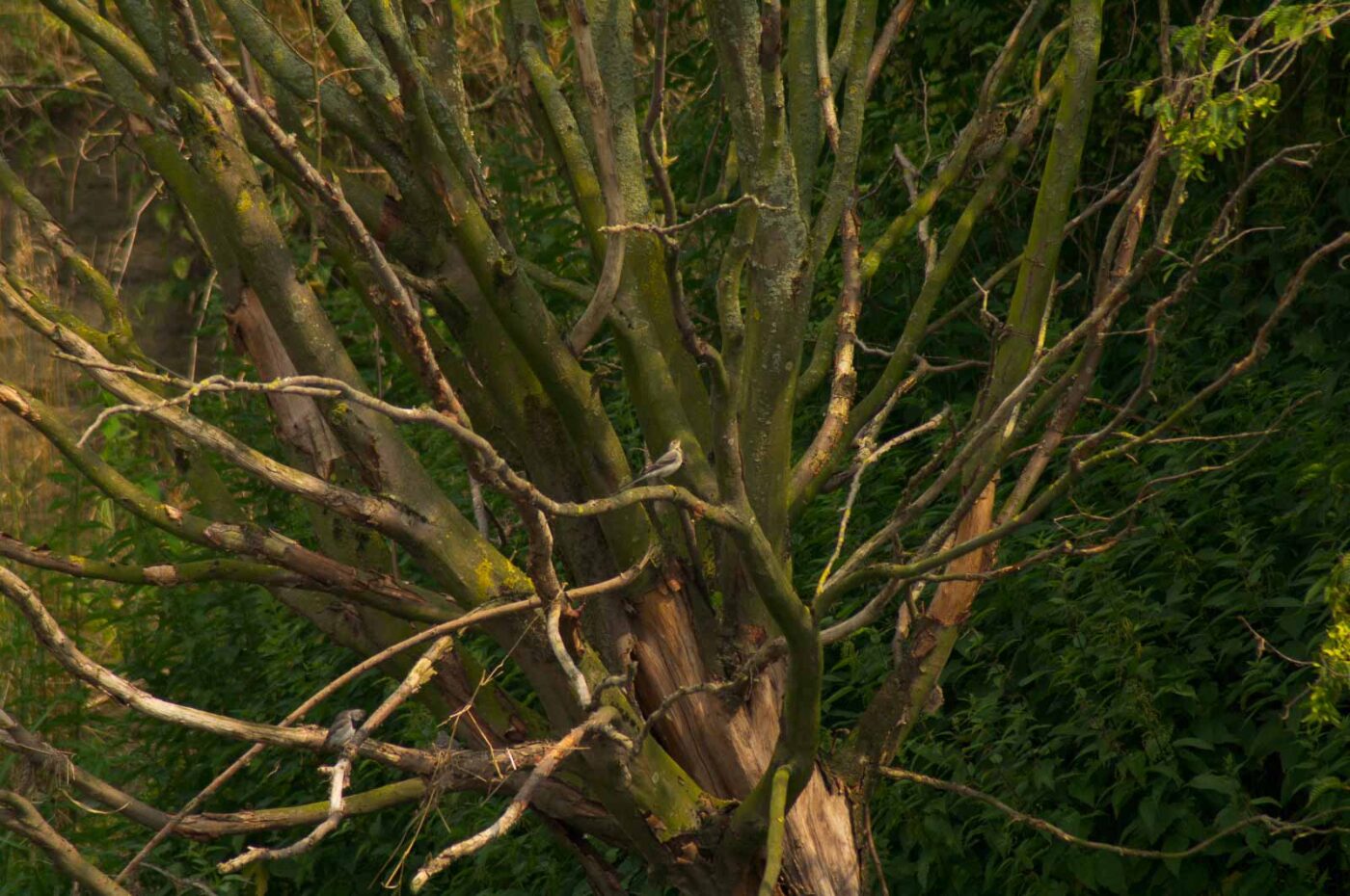 2017-07-07 - NSG Lippewiesen Haltern