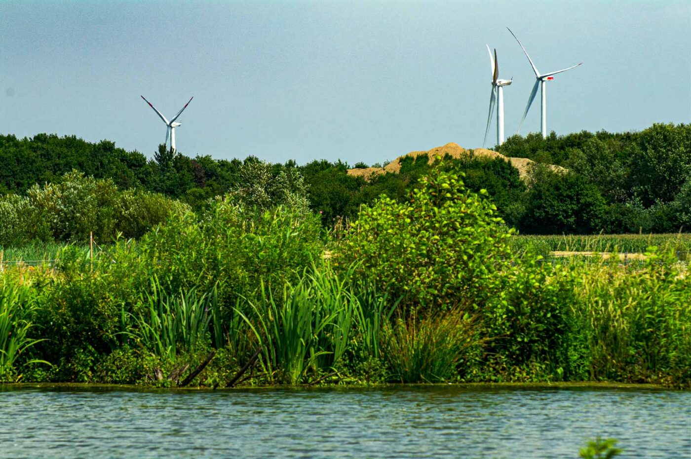 2017-07-08 - NSG Braucksenke Marl